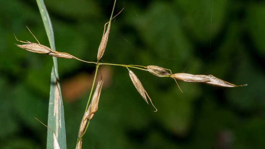 Arrhenatherum elatius / Avena altissima